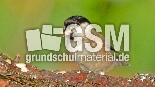 Tannenmeise (08).jpg